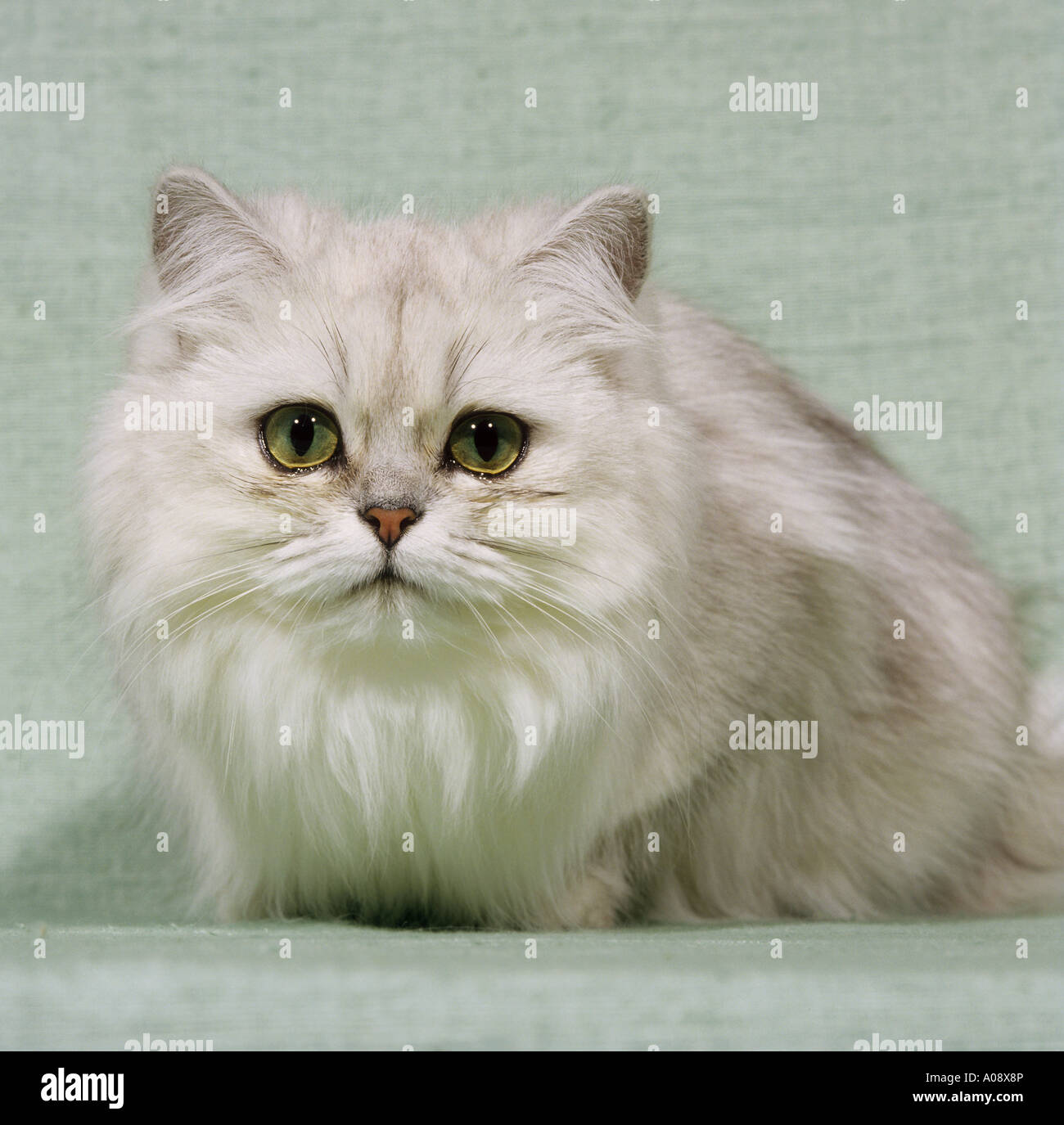 Gatto persiano ( silver-ombreggiato ) - Ritratto Foto Stock
