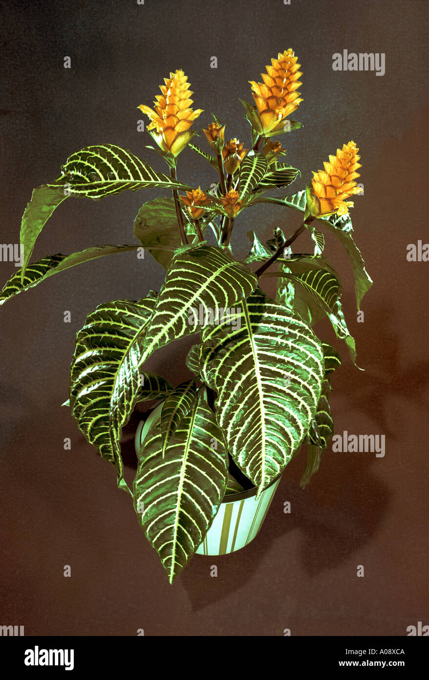 Aphelandra Squarrosa Louisa Foto Stock