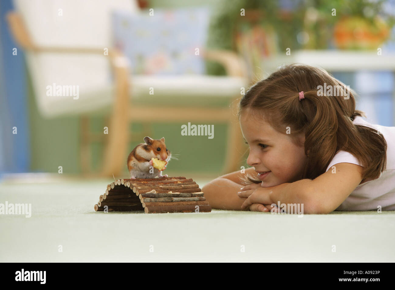 Ragazza la visione di criceto dorato / mesocricetus auratus Foto Stock