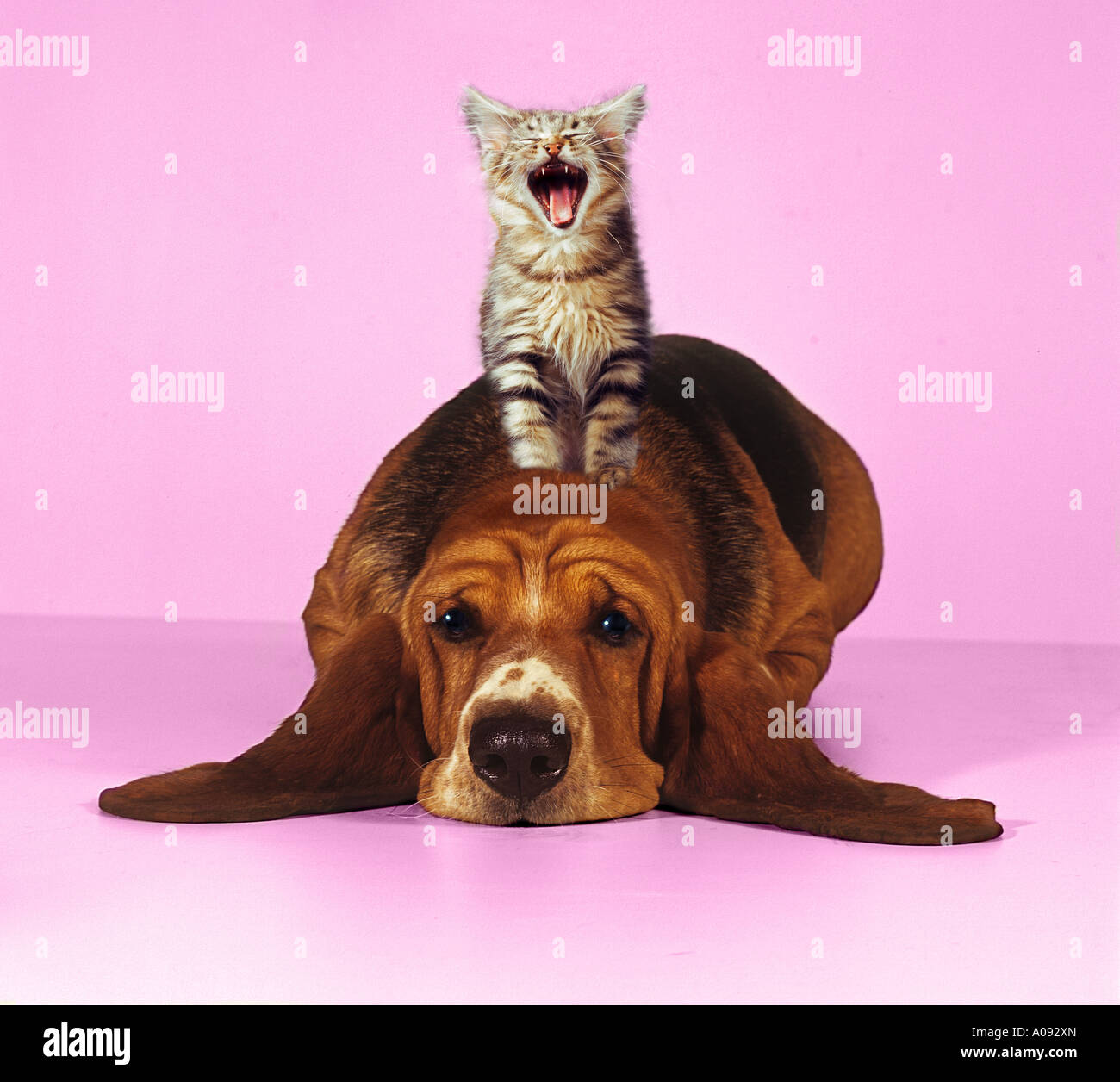 Amicizia animale tra cane e gatto: Gattino yawning si siede su un basset Bound. Foto studio su sfondo rosa Foto Stock