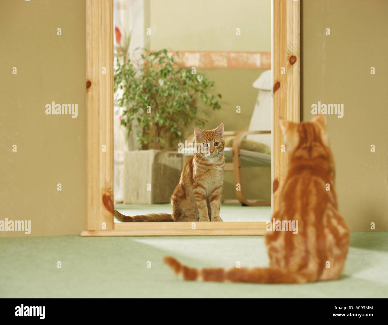 Il gatto domestico - seduta di fronte a specchio Foto Stock