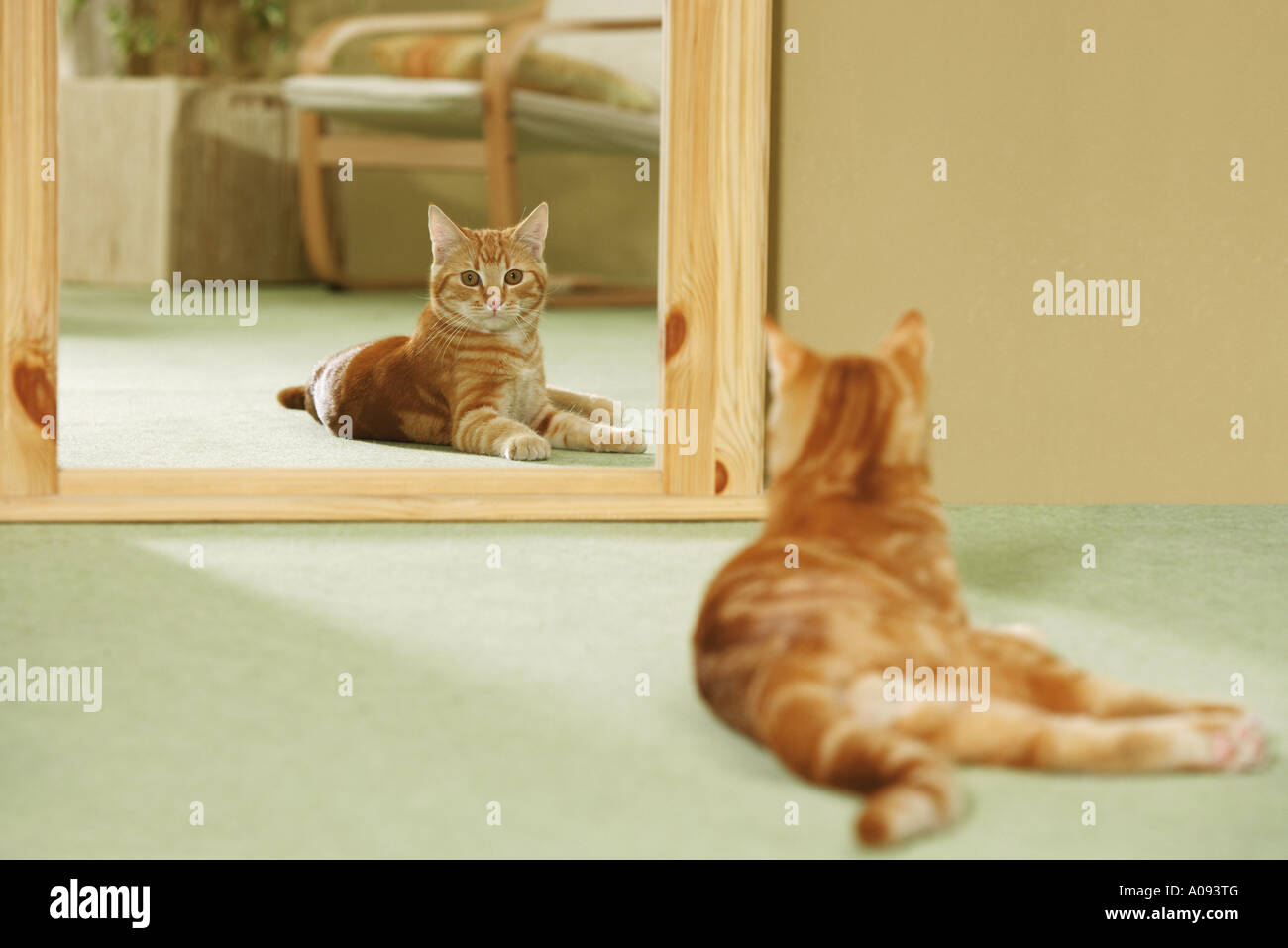 Il gatto domestico - situata nella parte anteriore dello specchio Foto Stock