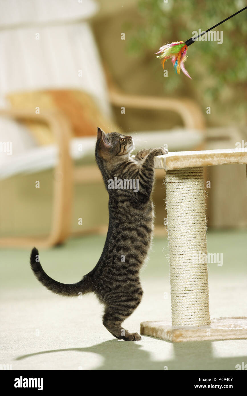 Il gatto domestico a graffiare post - guardare toy Foto Stock