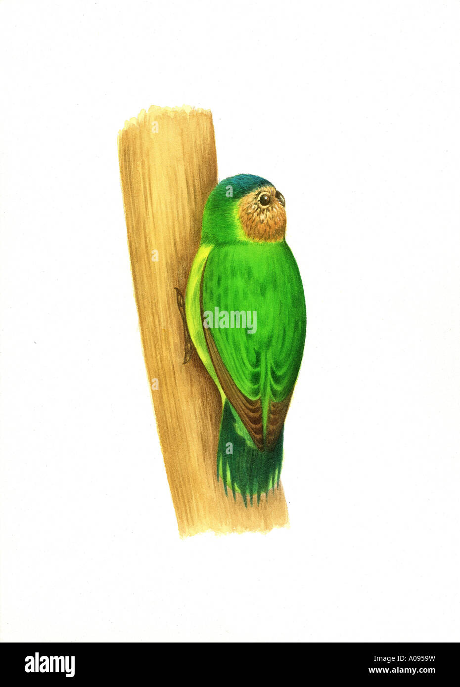 Blue Parrot fronteggiata Foto Stock