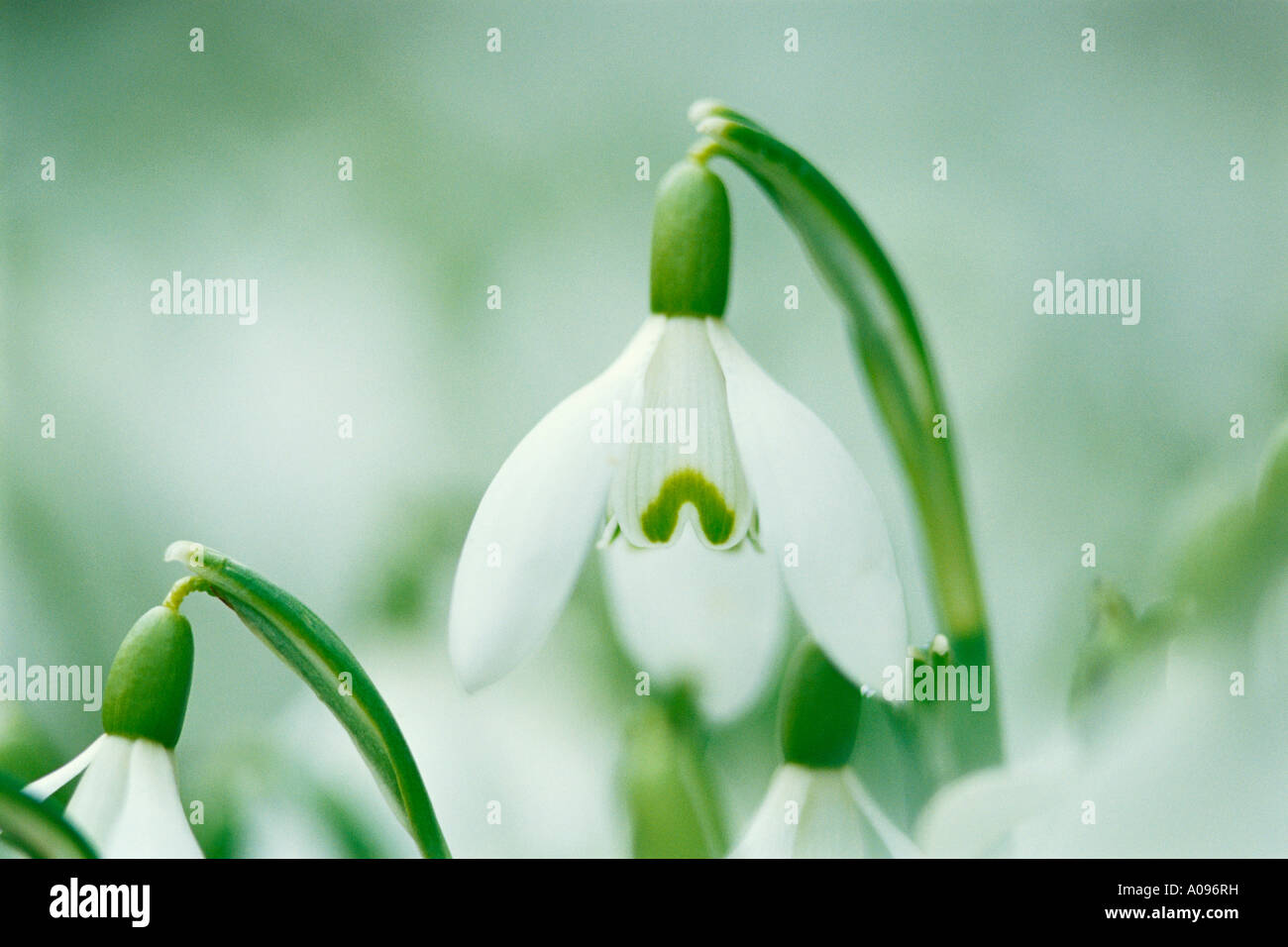 Close-up di Snowdrop Foto Stock