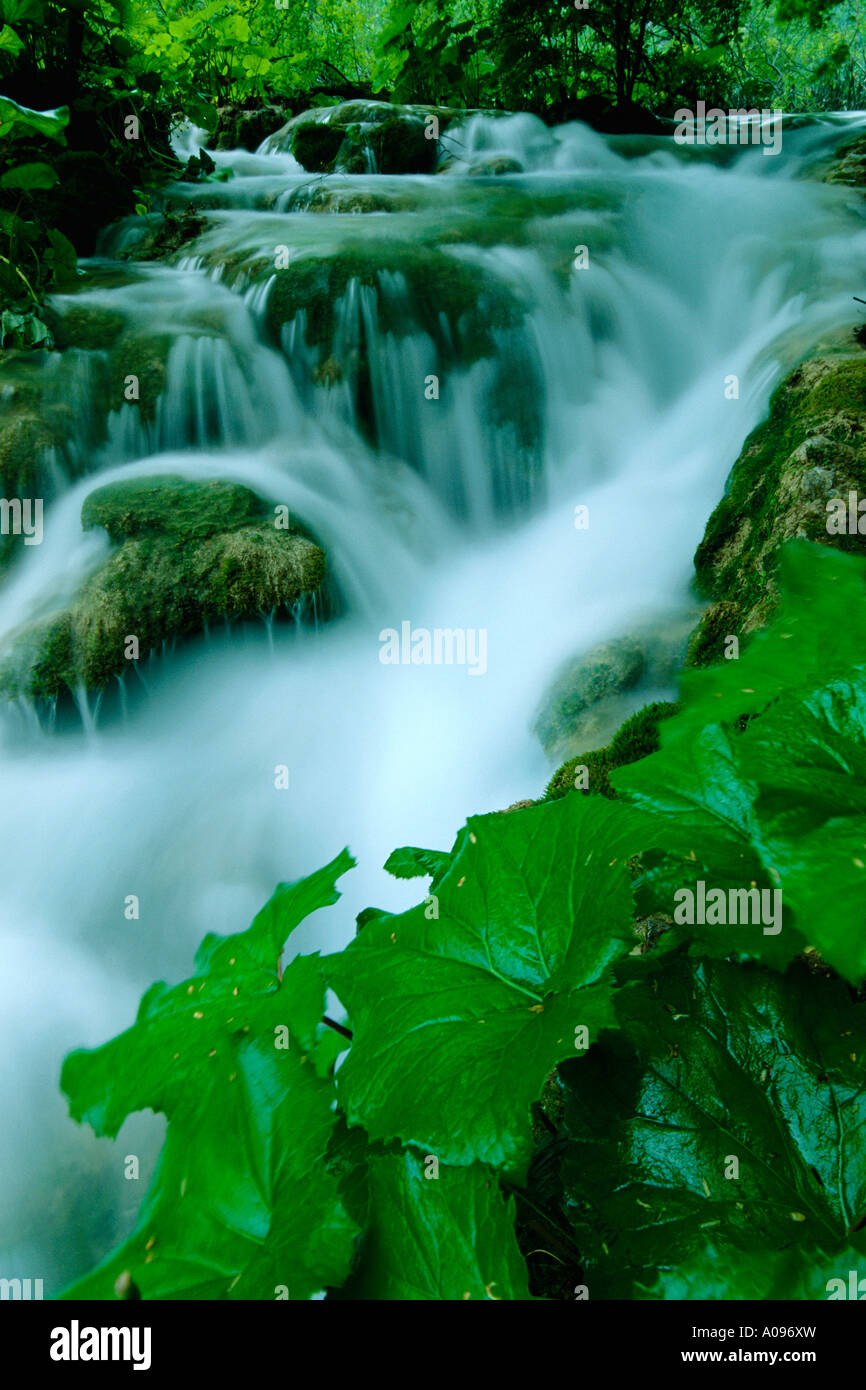 Fogliame e cascata, il Parco Nazionale dei Laghi di Plitvice, Croazia Foto Stock