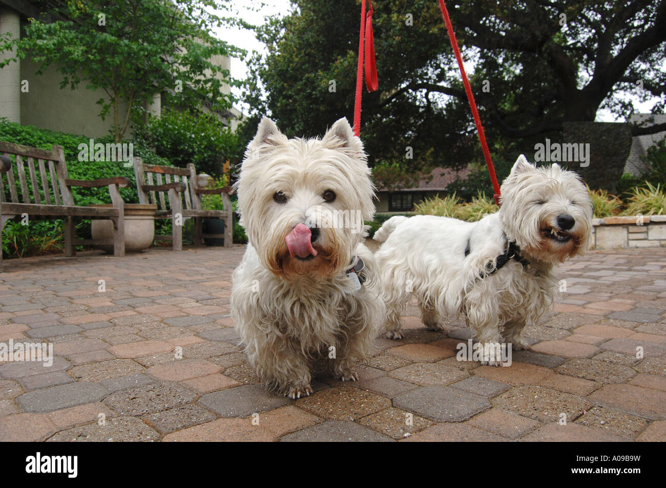 Scottish Terrier, Carmelo, CALIFORNIA, STATI UNITI D'AMERICA Foto Stock