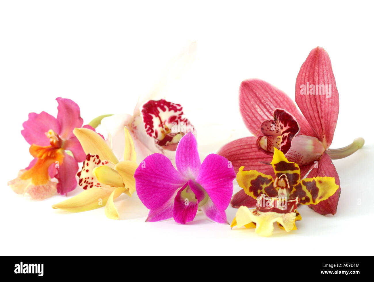 Fiori di diverse orchidee ornamentali (Phalaenopsis, Oncidium, Cymbidium) Foto Stock