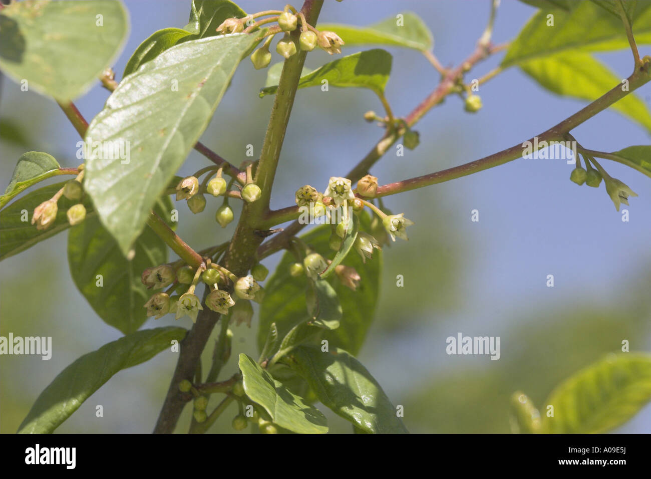 Alder frangola, lucida frangola (Frangula alnus, Rhamnus frangula), fioritura Foto Stock