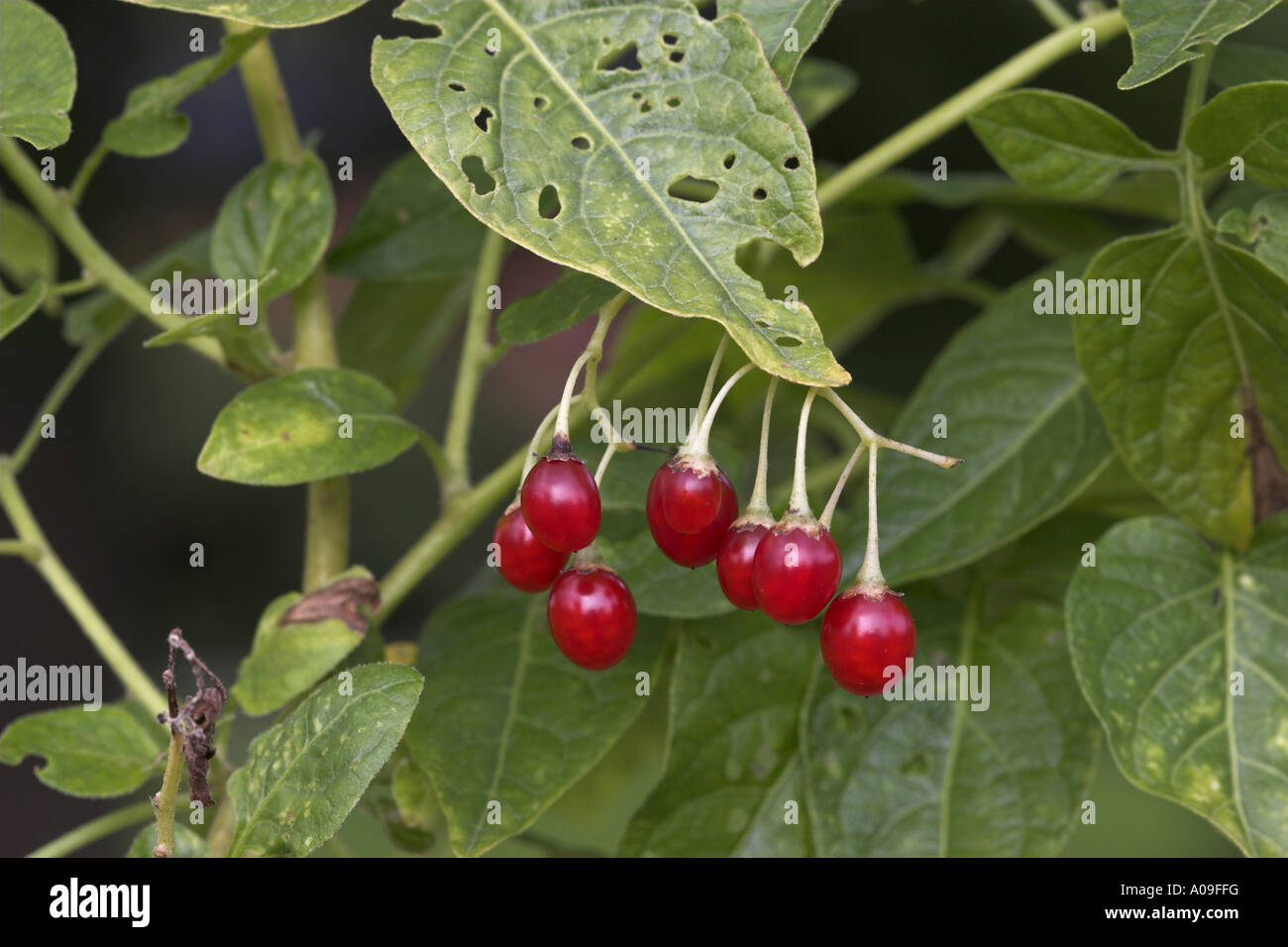 Bitter nightshade, amaro nightshade, woody nightshade, arrampicata nightshade (Solanum dulcamara), frutti maturi Foto Stock