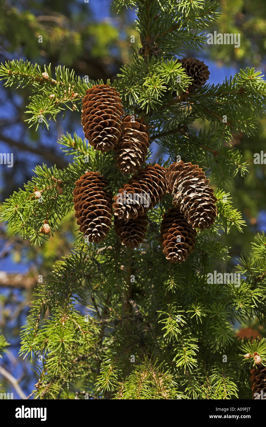 Abete rosso, abete rosso (Picea abies), ramoscello con coni Foto Stock