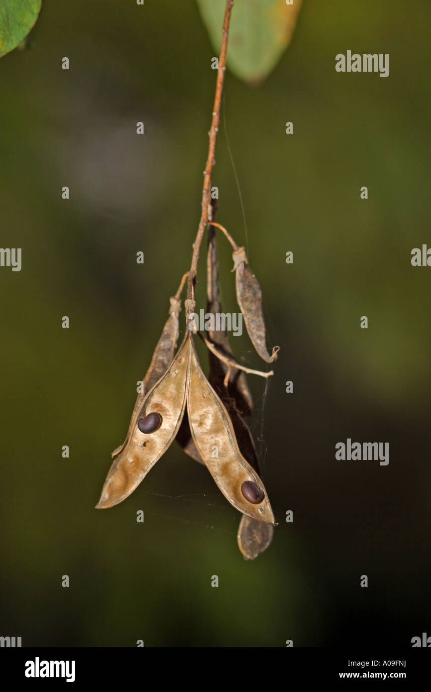 Maggiociondolo MAGGIOCIONDOLO (anagyroides), frutti maturi Foto Stock