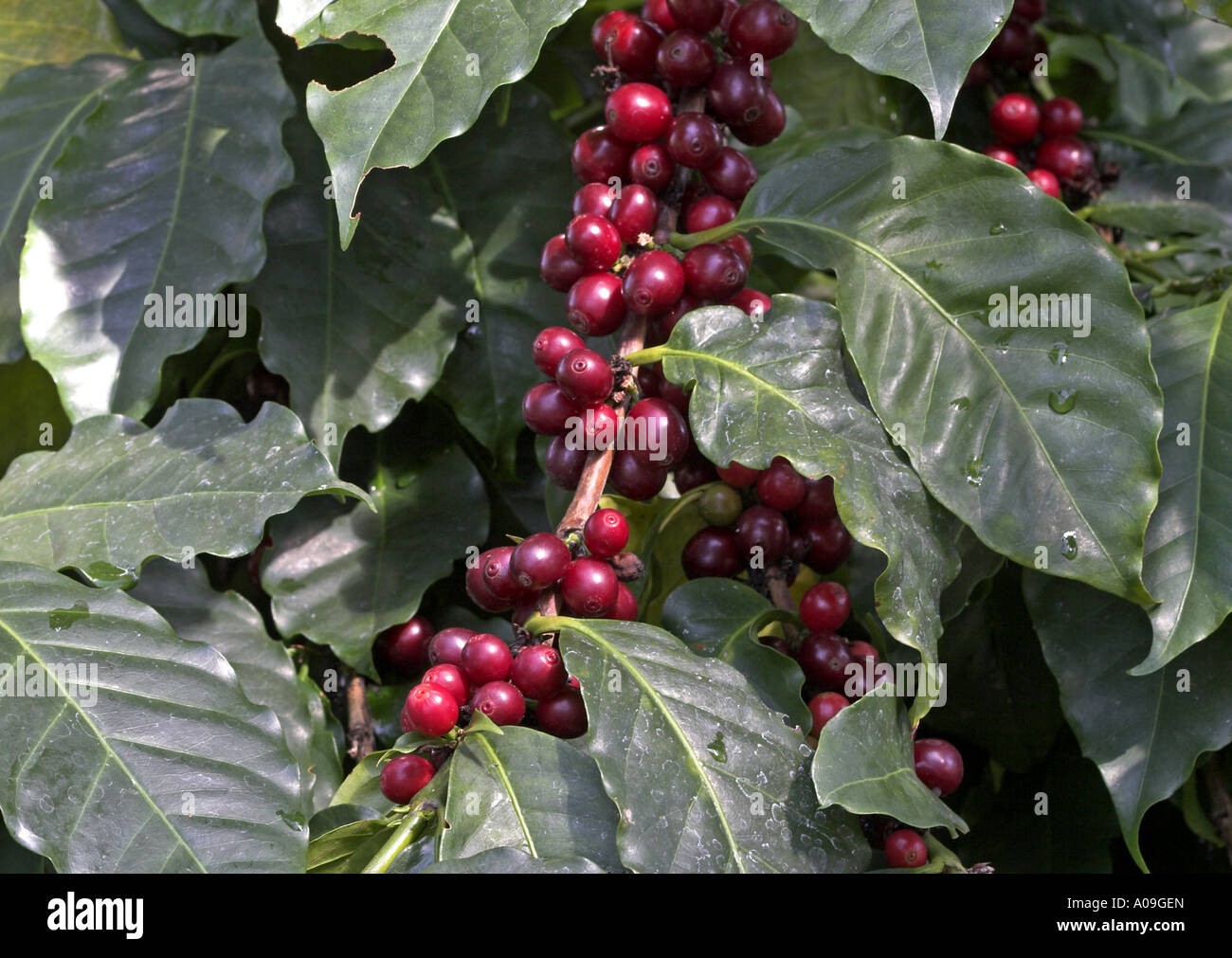 Arabian caffè (Coffea arabica), frutta Foto Stock
