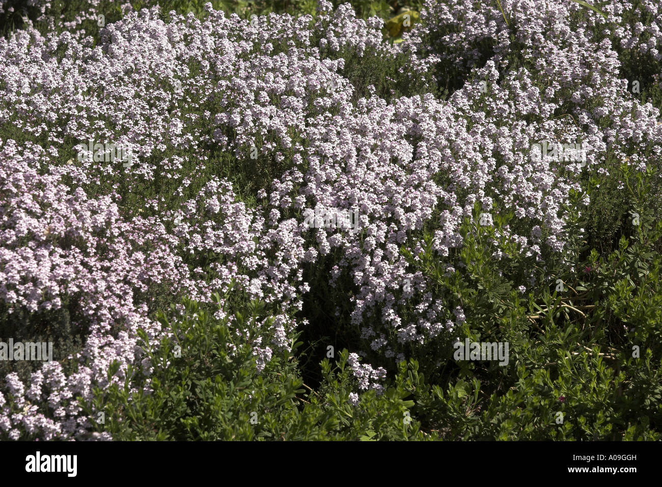 Origano greco (Origanum creticum), piante in fiore Foto Stock