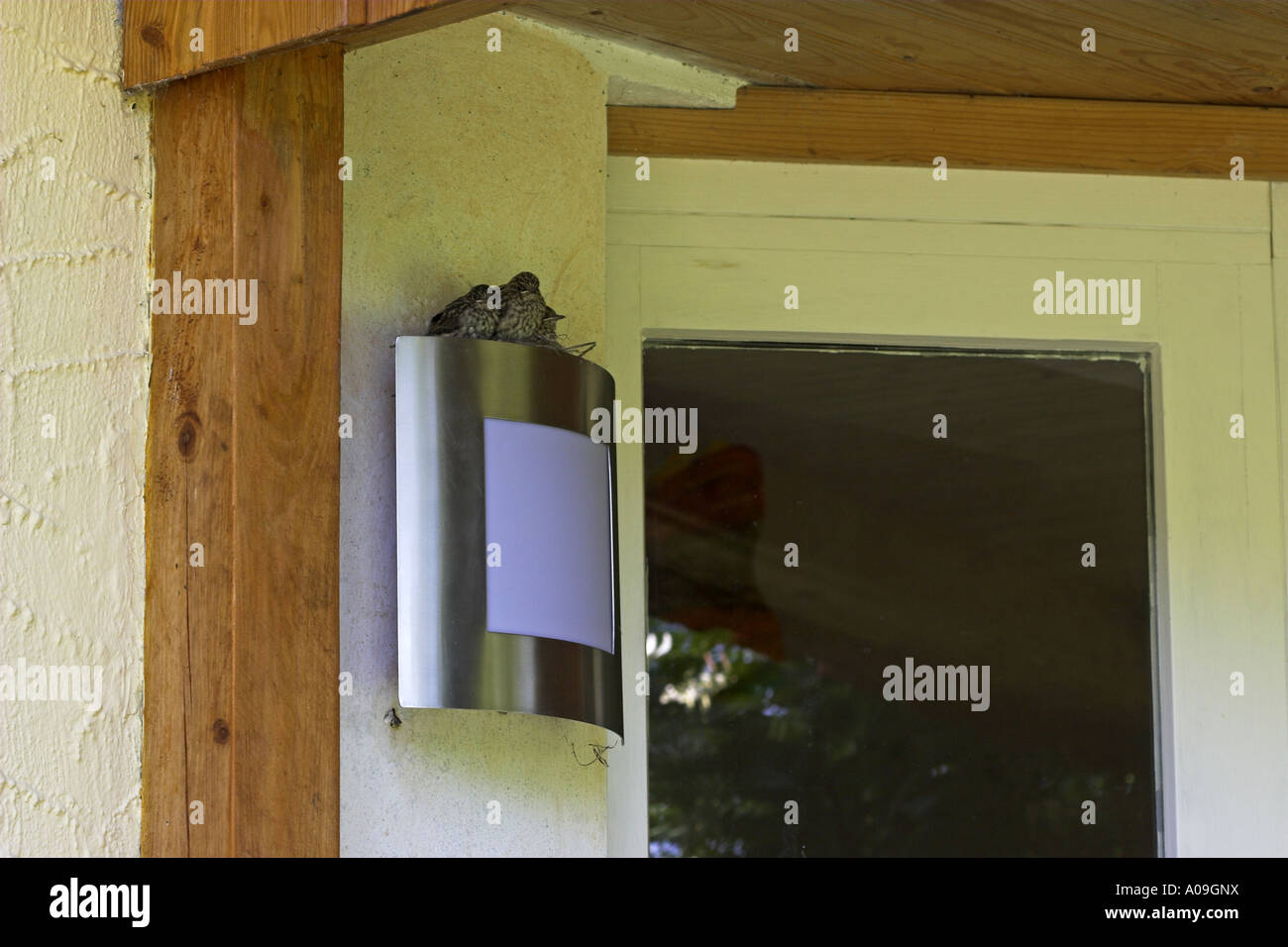 Spotted flycatcher (Muscicapa striata), nido con pulcini su una lampada di casa Foto Stock