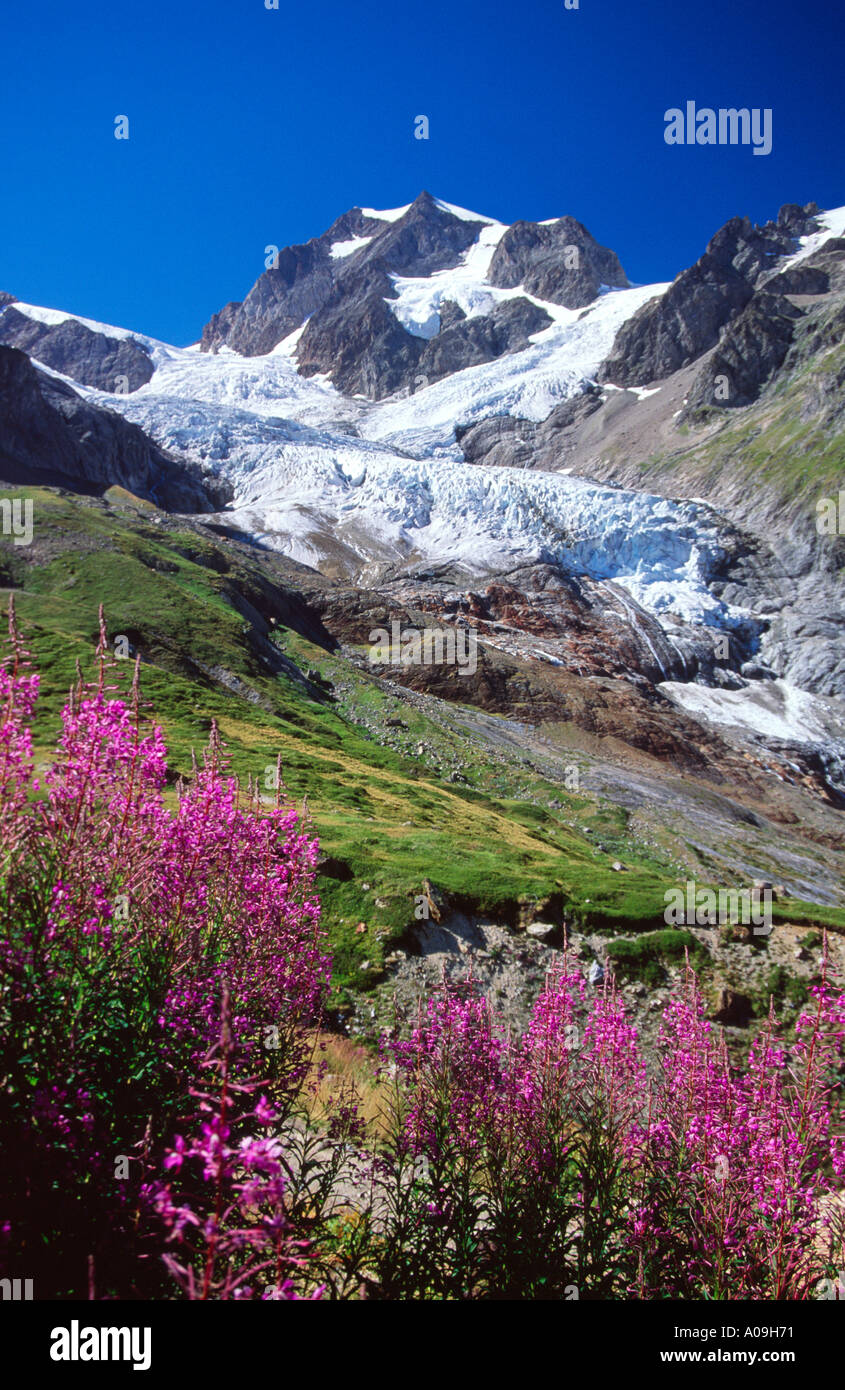 Widlflowers al di sotto del ghiacciaio de la Lee Blanche e Aiguille de Tre la Tete Val Veni Alpi Italiane Italia Foto Stock