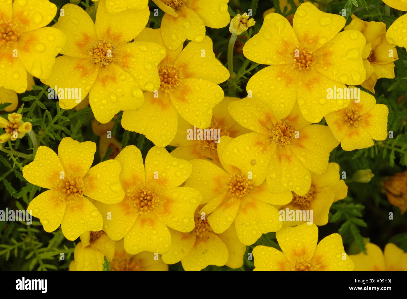 Limone calendula, Signet calendula (tagetes tenuifolia, Tagetes signata), fiori Foto Stock