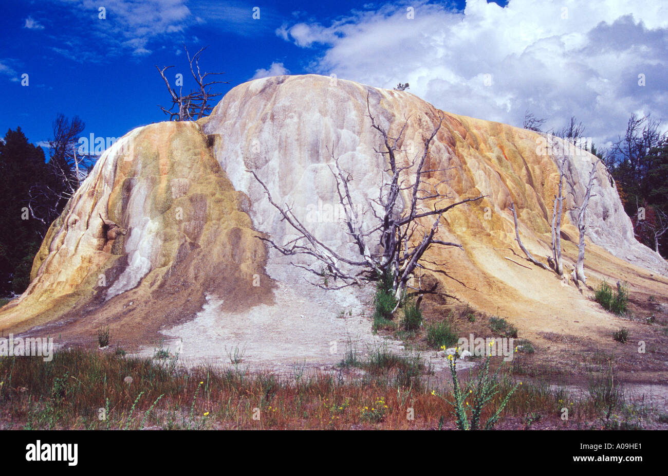 Collina di origine vulcanica di depositi minerali, Mammut, il Parco Nazionale di Yellowstone, STATI UNITI D'AMERICA Foto Stock