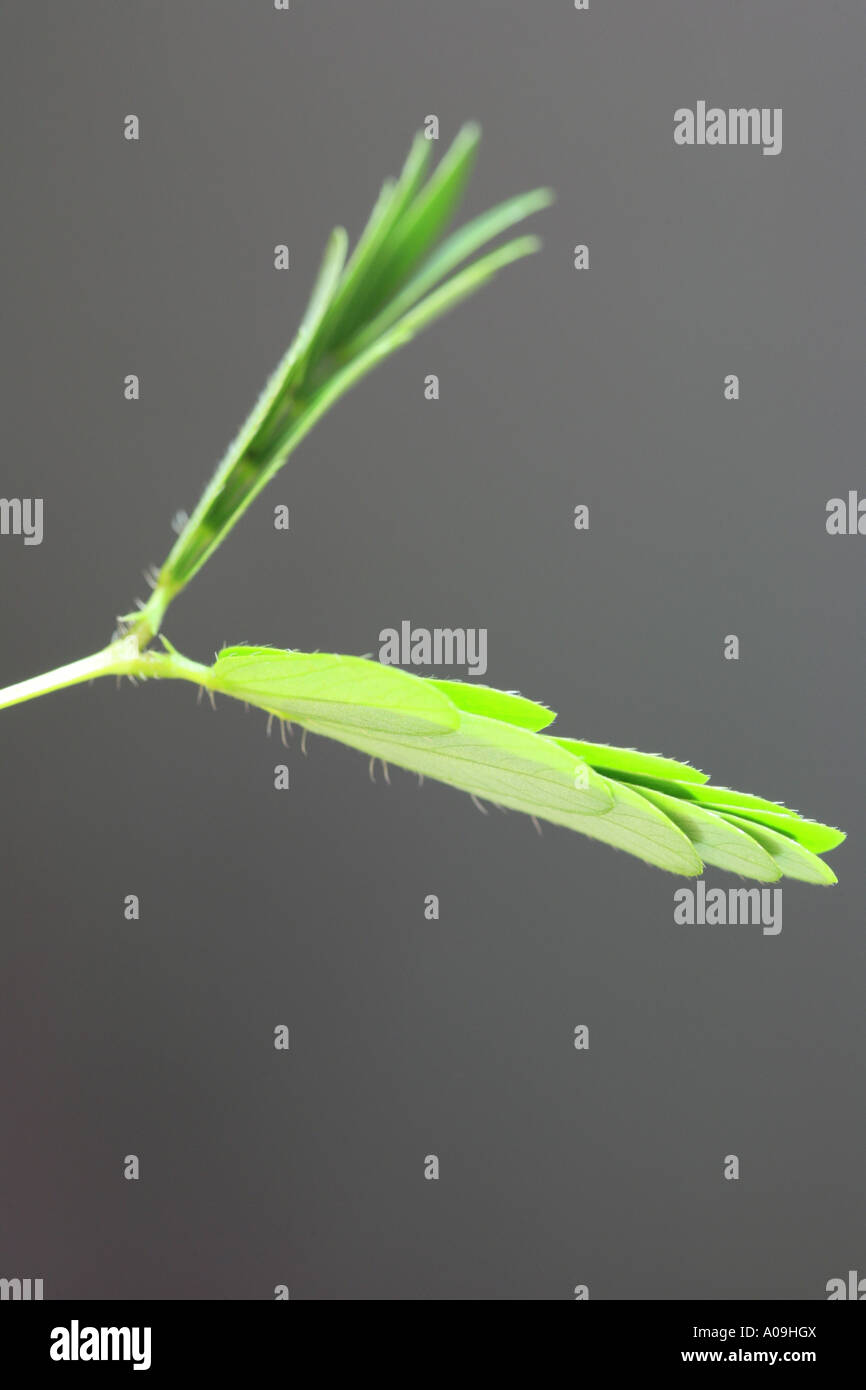 Impianto sensibili, touch-me-non (Mimosa pudica), sesible impianto, le foglie ripiegando insieme dopo aver toccato e apri nuovamente dopo un wh Foto Stock