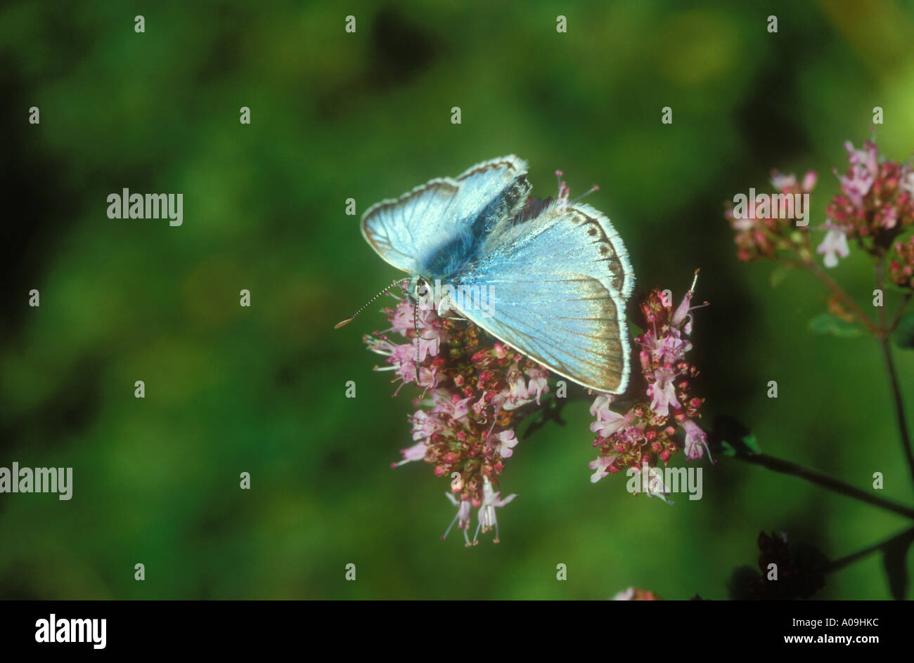 Chalkhill blu sulla alimentazione di maggiorana Foto Stock