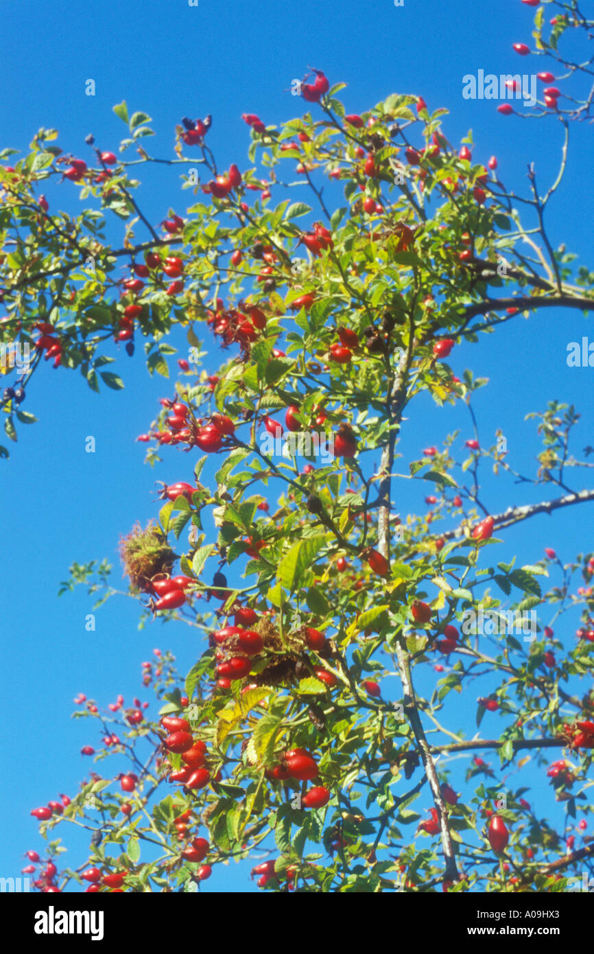 Rosso brillante hips di rosa canina contro un cielo blu Foto Stock