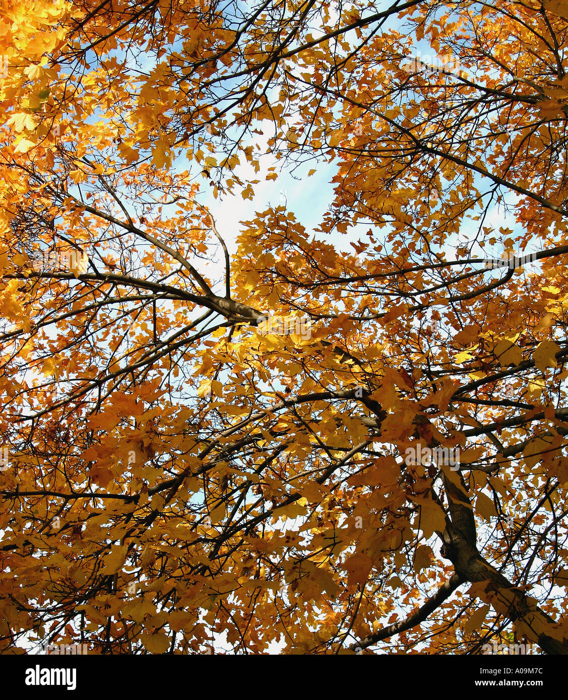 Guardando dritto fino attraverso un baldacchino di foglie di autunno Foto Stock