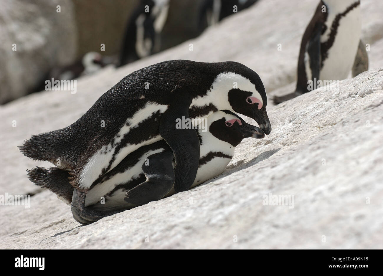 I Penguins africani coniugata in Sud Africa Foto Stock