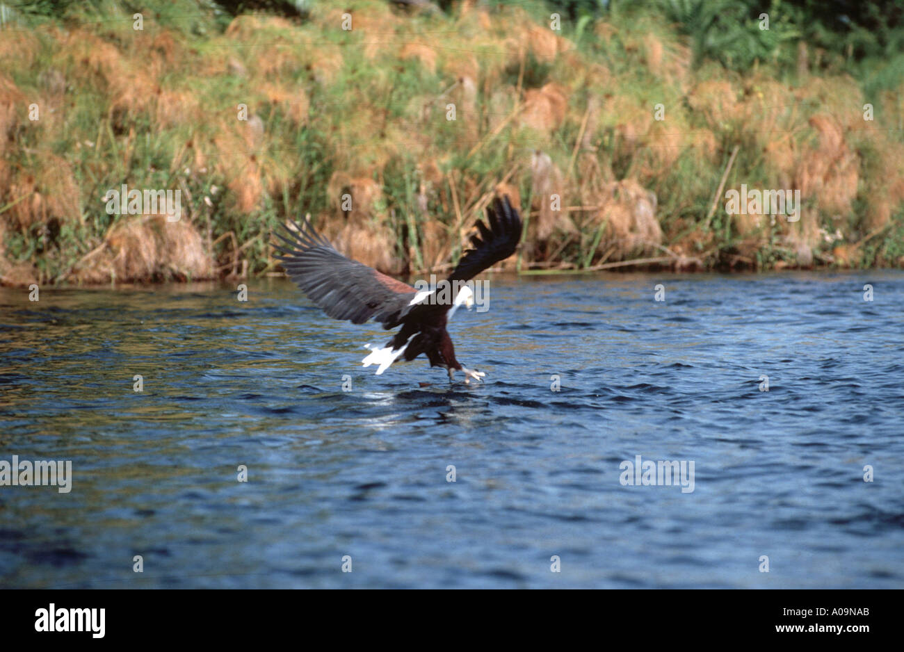 La pesca Botswana Foto Stock