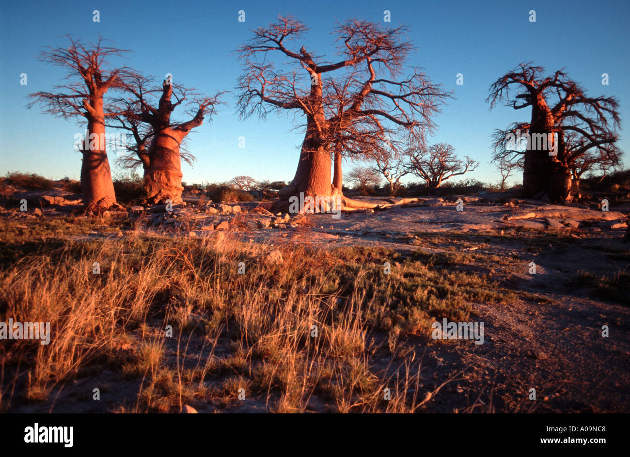 Il baobab mistico Foto Stock