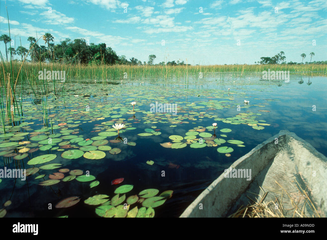 Okavango Delta Foto Stock