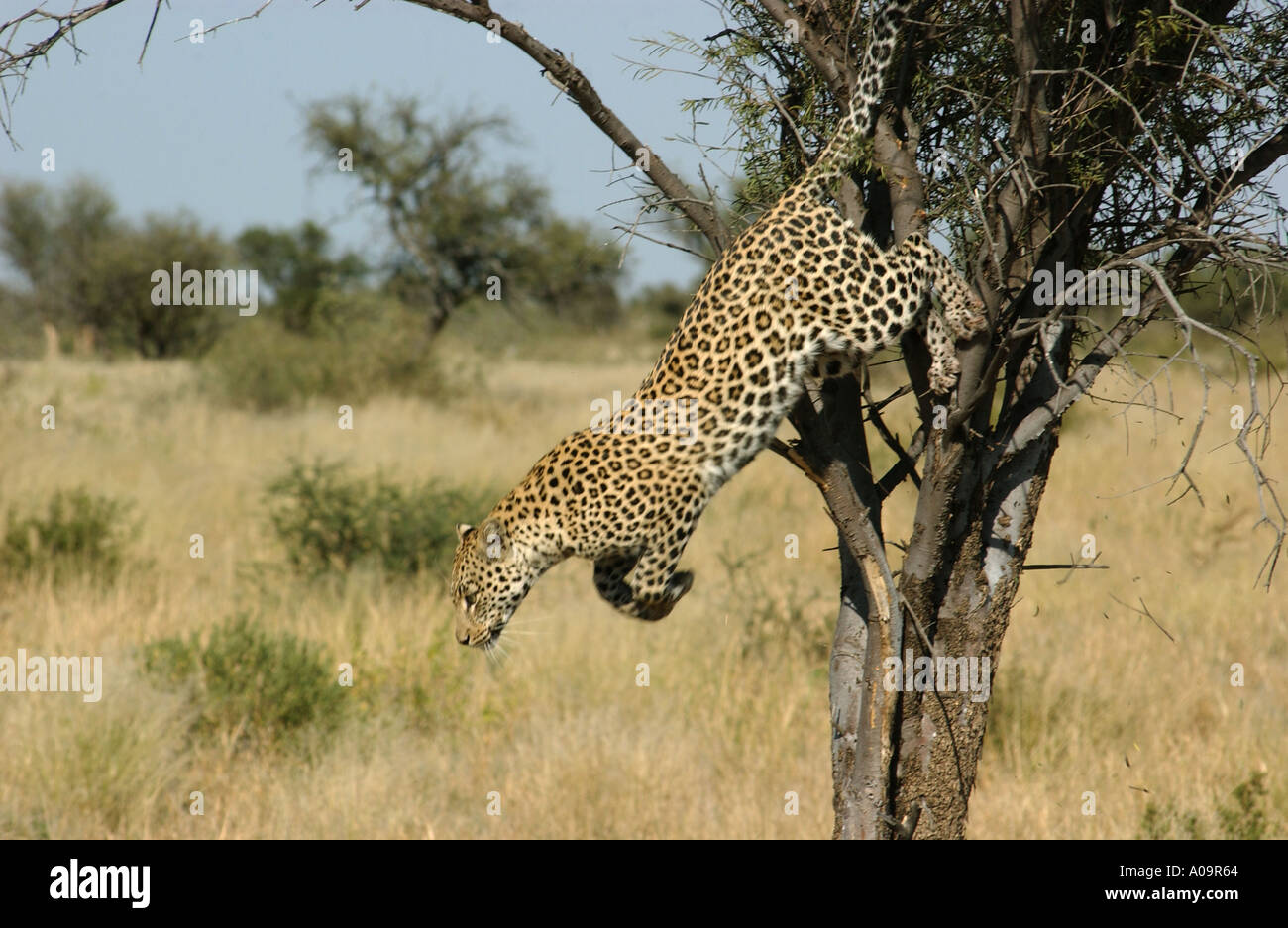 Leopard saltando da un albero Khutse Game Reserve Foto Stock