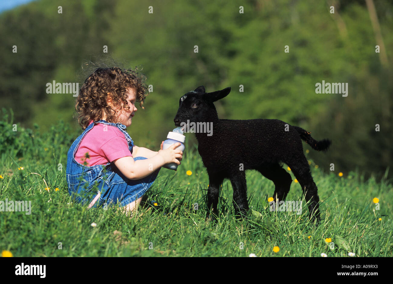 Ovini domestici. Handraising un agnello orfani Foto Stock