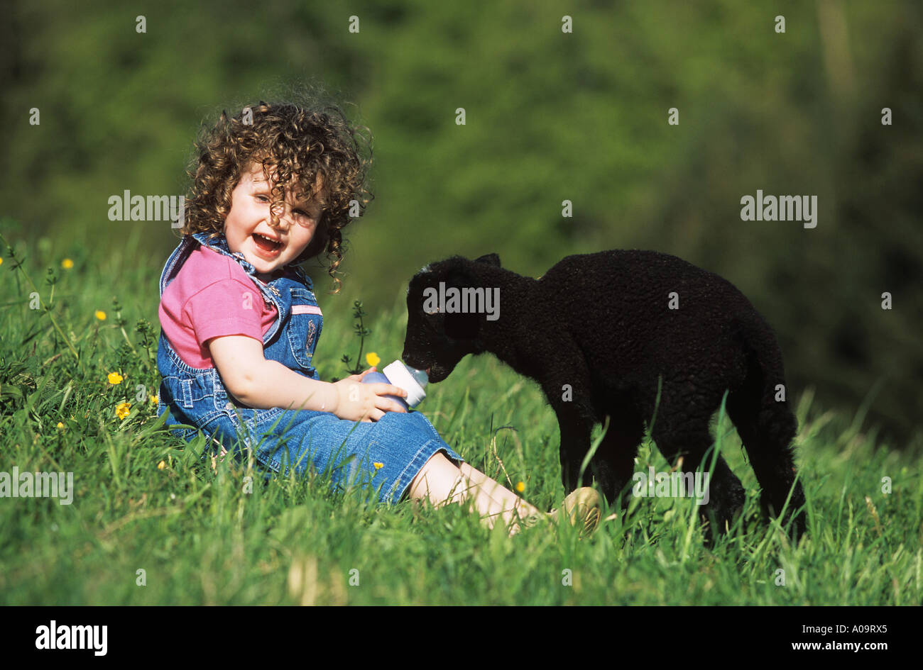Ovini domestici. Handraising un agnello orfani Foto Stock