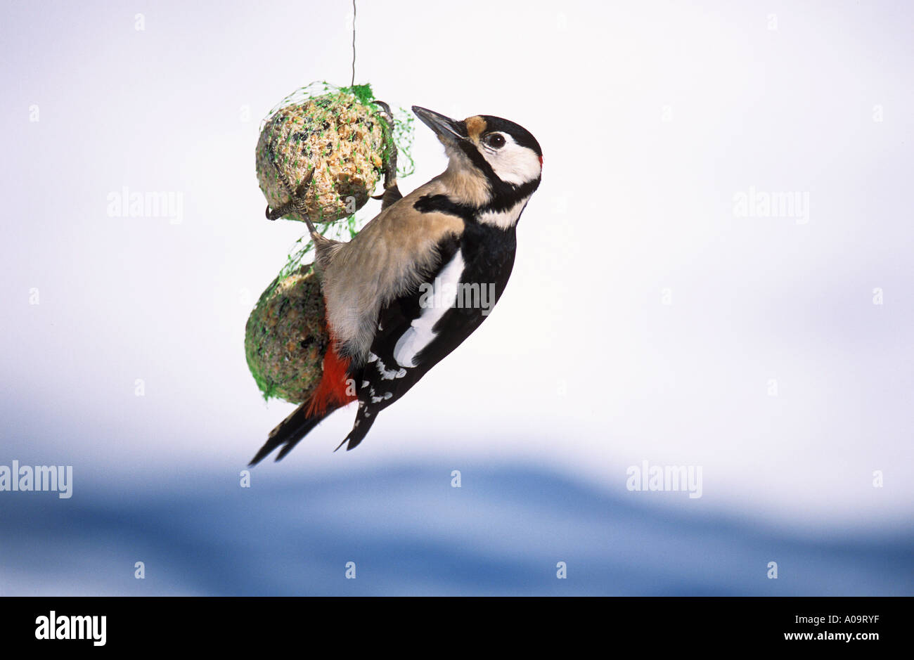 Picchio rosso maggiore a sfera grasso Dendrocopos major Picoides major Foto Stock