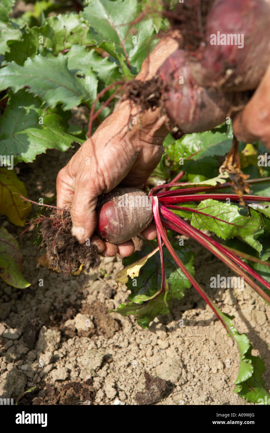 L'uomo tirando la barbabietola da terra su un organico di origine vegetale farm Foto Stock