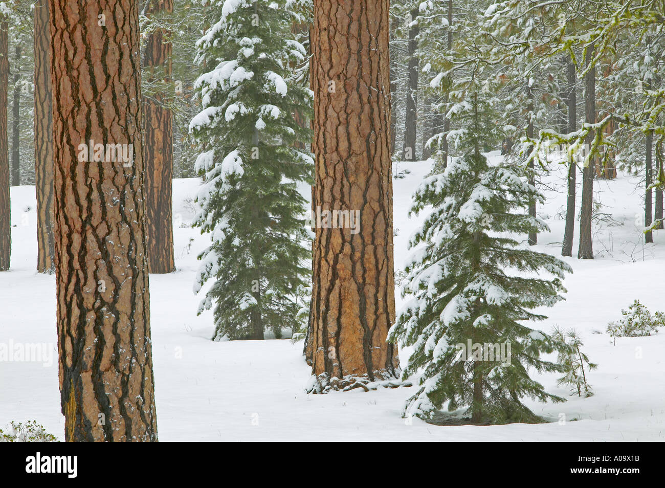 Ponderosa Pine Trees e nevicata nei pressi di Klamath Falls Oregon Foto Stock