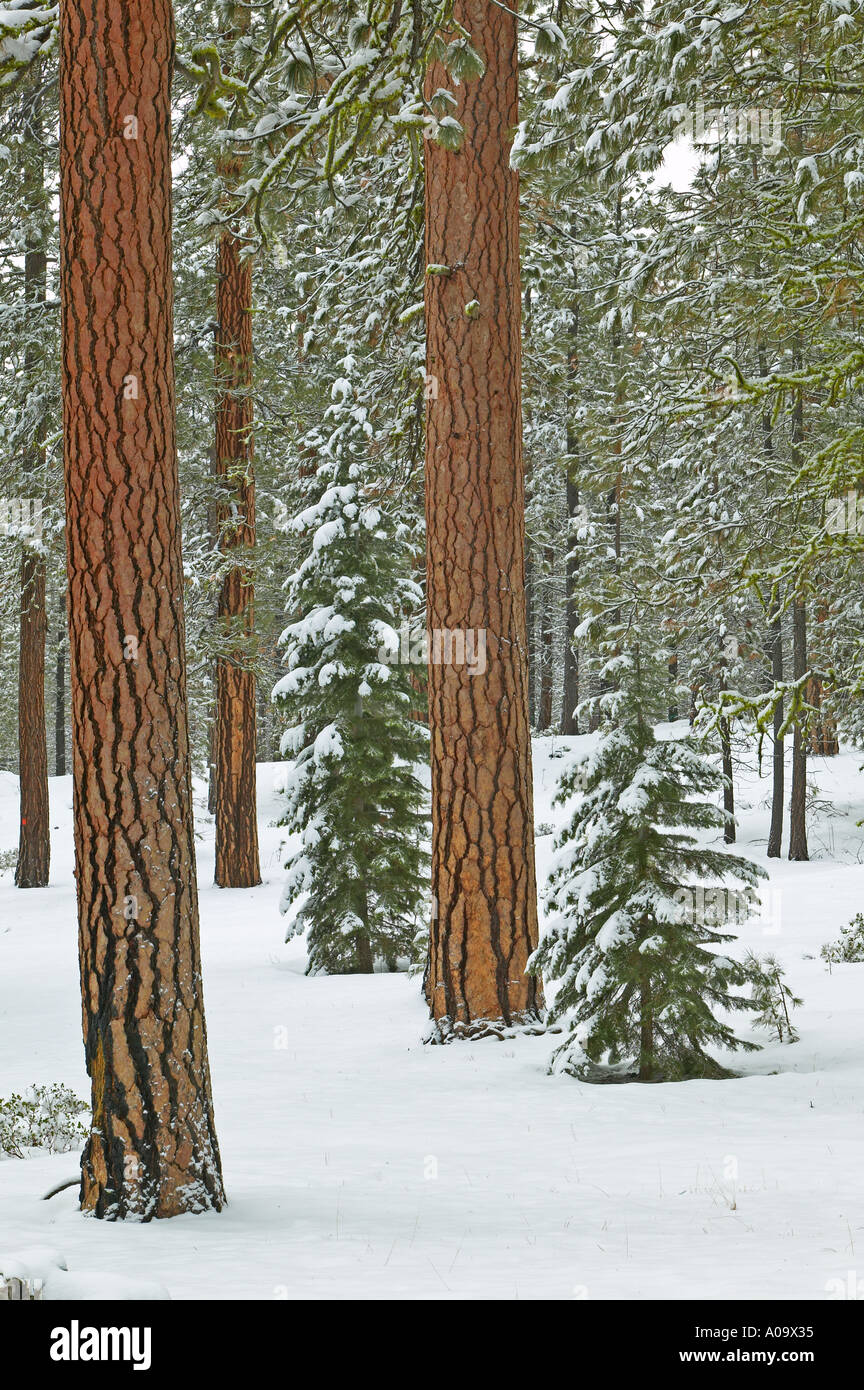 Ponderosa Pine Trees e nevicata nei pressi di Klamath Falls Oregon Foto Stock