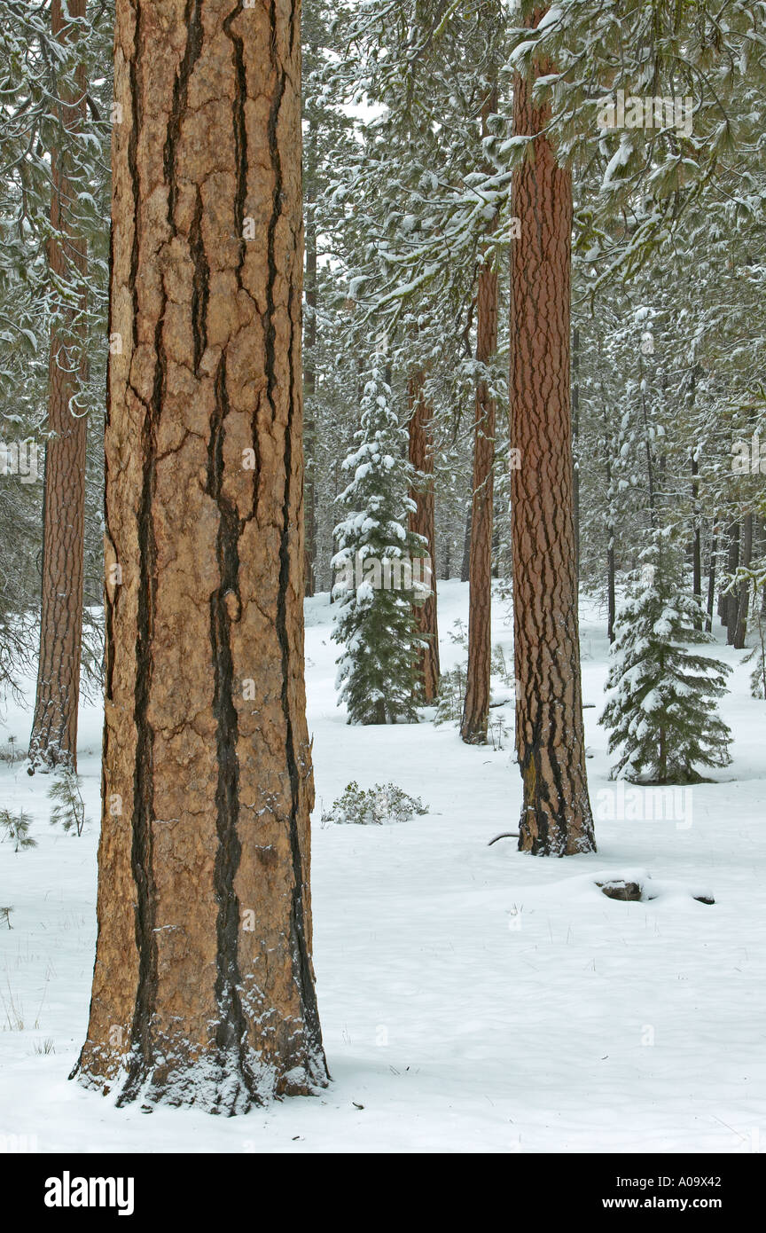 Ponderosa Pine Trees e nevicata nei pressi di Klamath Falls Oregon Foto Stock