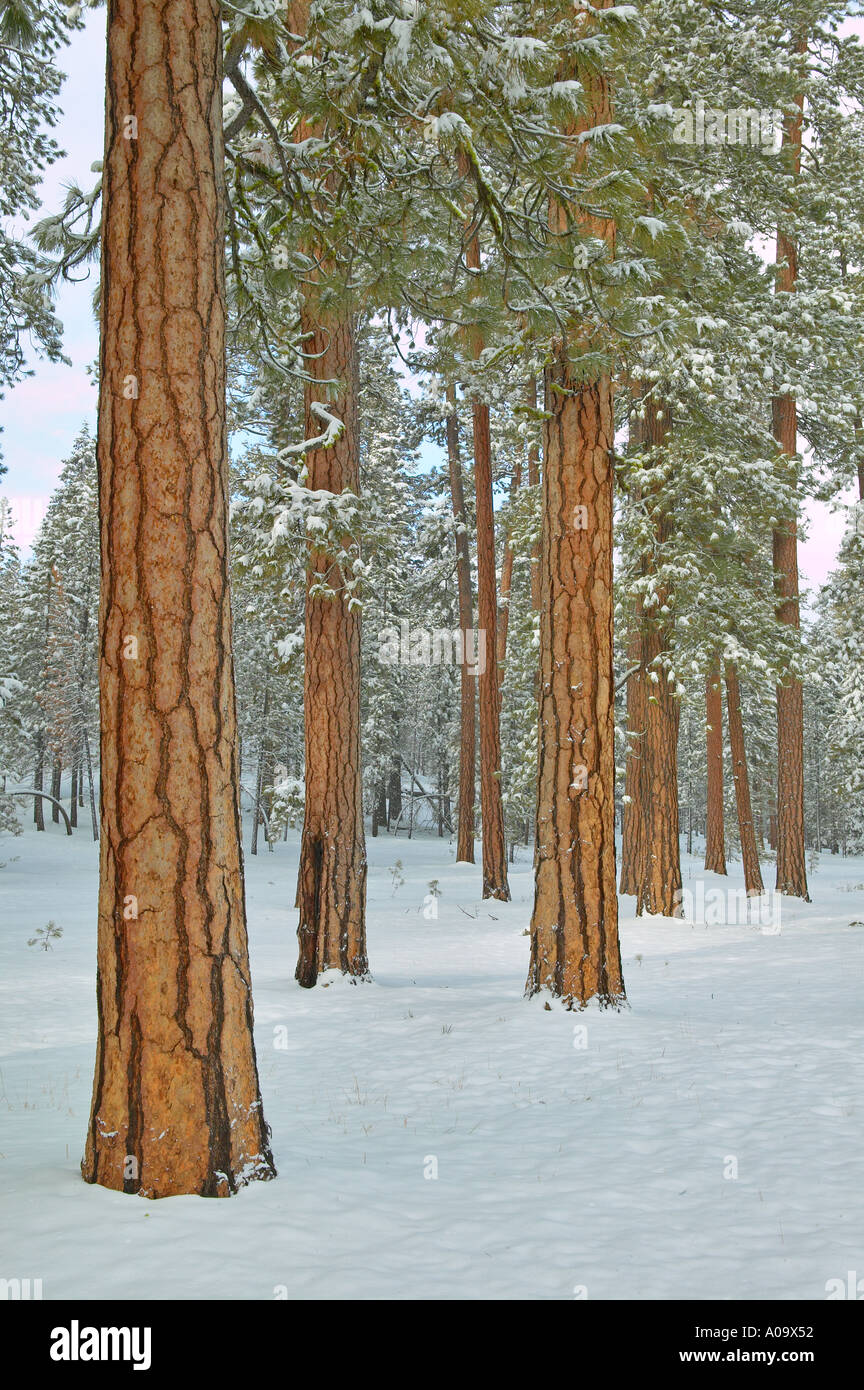 Ponderosa Pine Trees e nevicata nei pressi di Klamath Falls Oregon Foto Stock