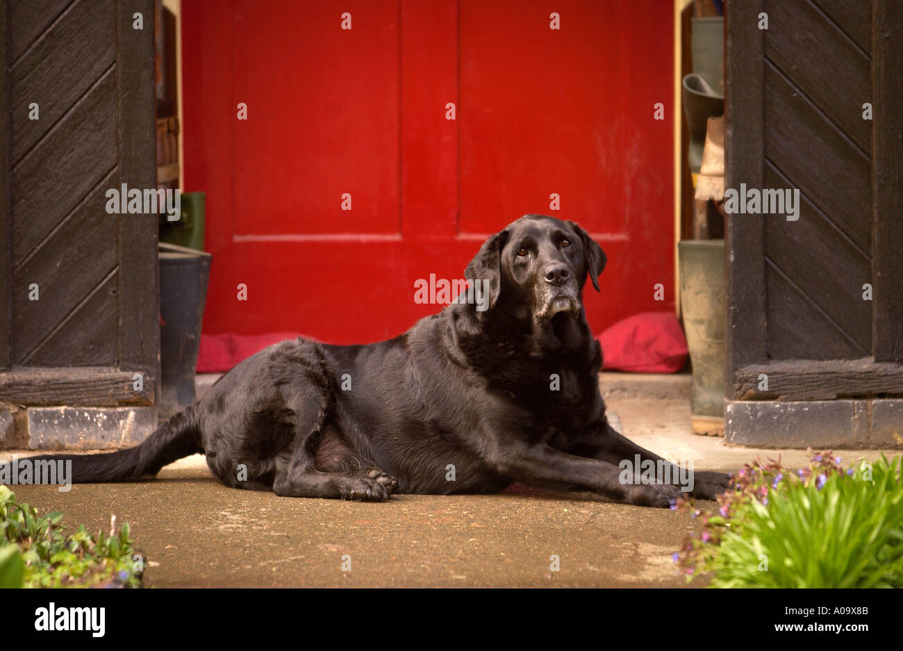 Un vecchio nero LABRADOR SU UNA PORTA Foto Stock