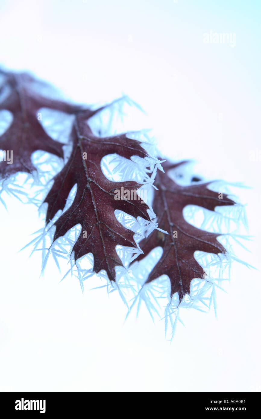 Frost coperto di foglie di quercia in un freddo inverno mattina. Foto Stock