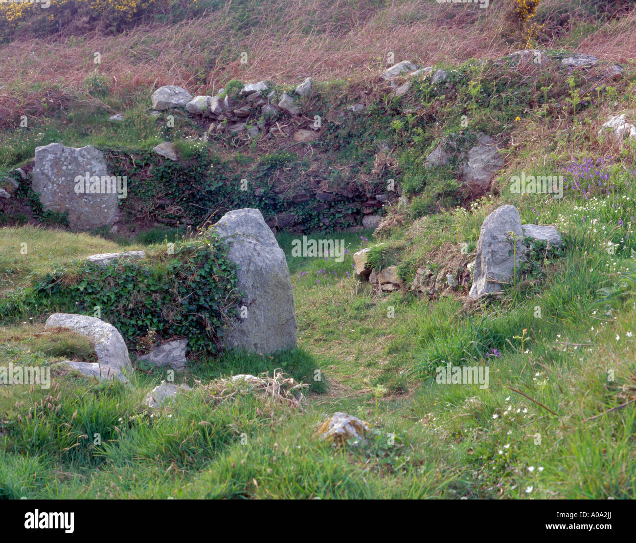 Le pareti e la base di una capanna preistorica, Holyhead Mountain, Holyhead Mountain Heritage Costa, Anglesey, Galles del Nord, Regno Unito. Foto Stock