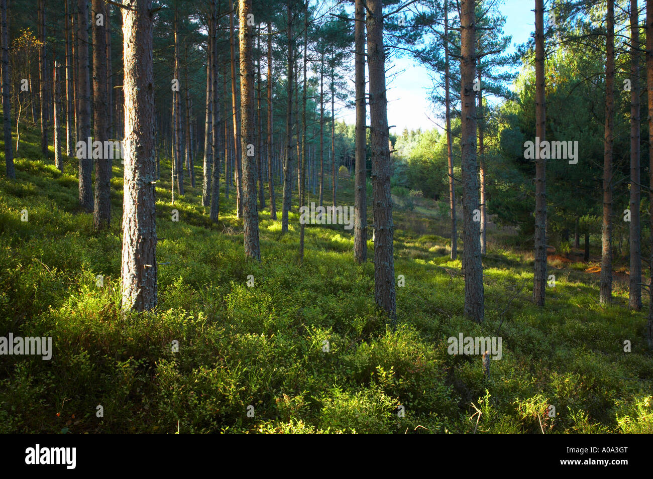 Inghilterra Northumberland Northumberland National Park commissione forestale nel bosco a ovest parte di legno di legno Harbottle Foto Stock