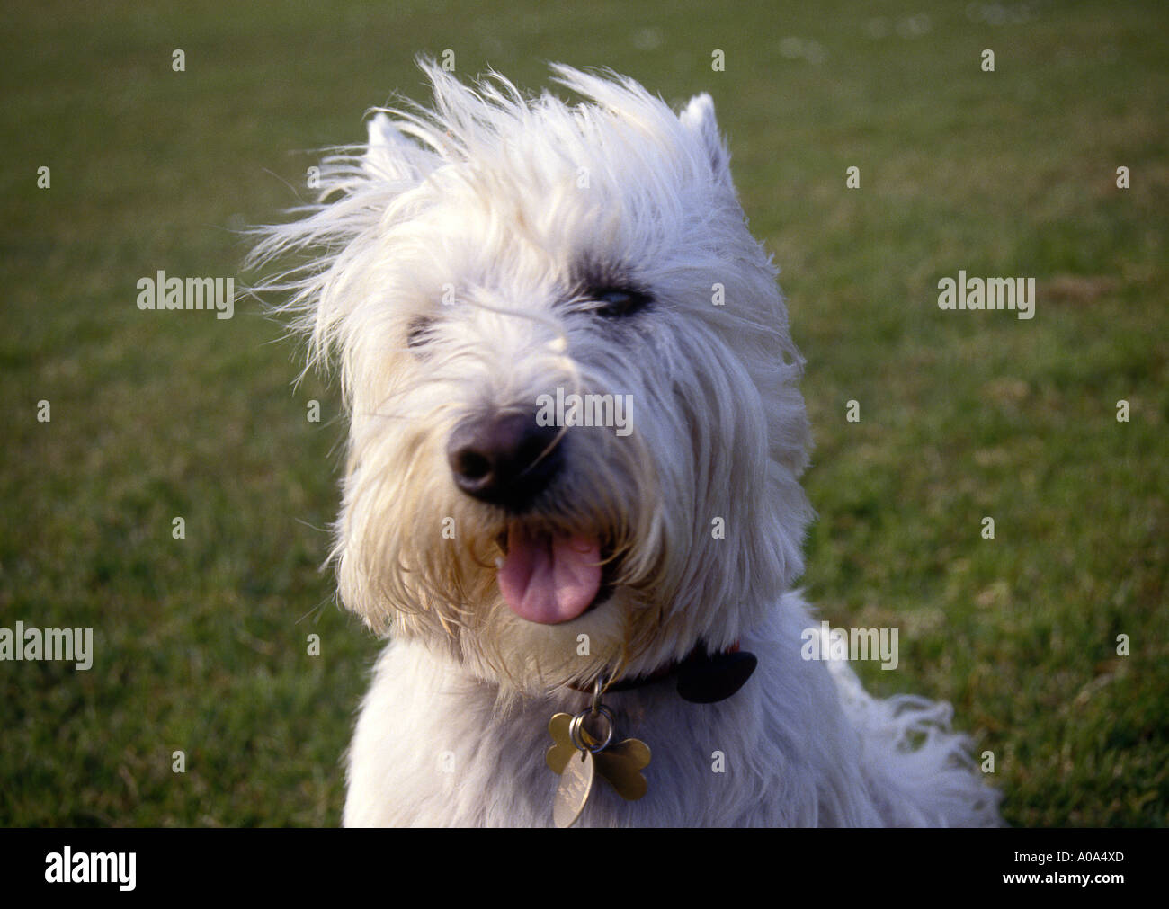 Un West Highland terrier. Foto da Paddy McGuinness paddymcguinness Foto Stock