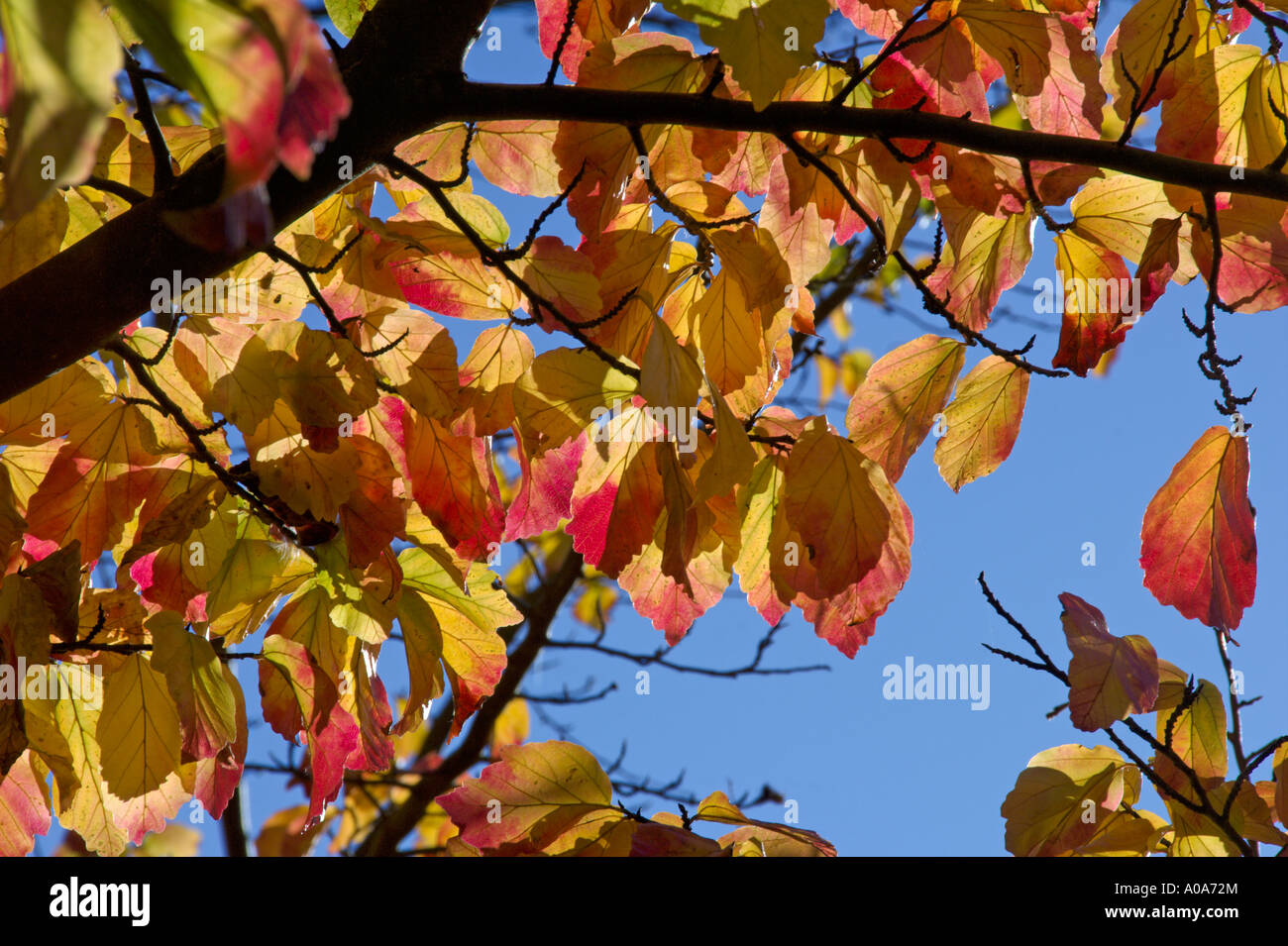 Un Perrotia Persica dalla Turchia in pieno autumn leaf Royal Botanic Garden Edinburgh Inverleith colori autunnali Foto Stock