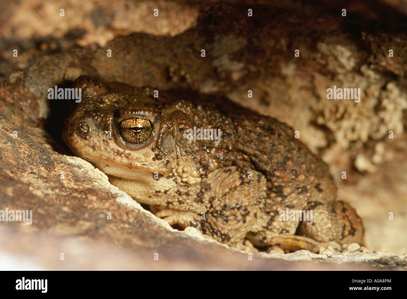 Red-spotted toad (Bufo punctatus) in una fessura nella roccia Foto Stock