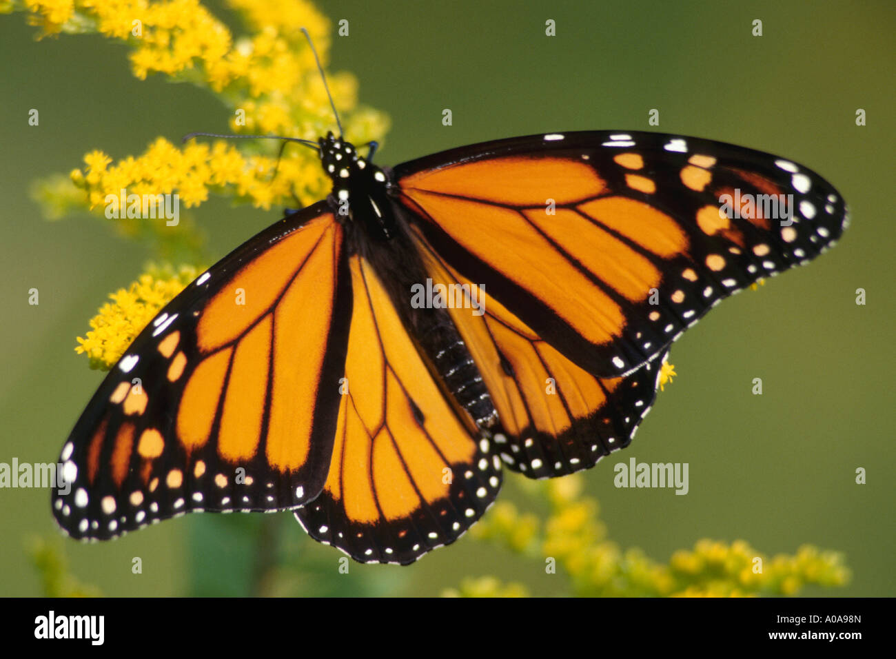 Farfalla monarca (Danaus plexippus) su oro. Foto Stock