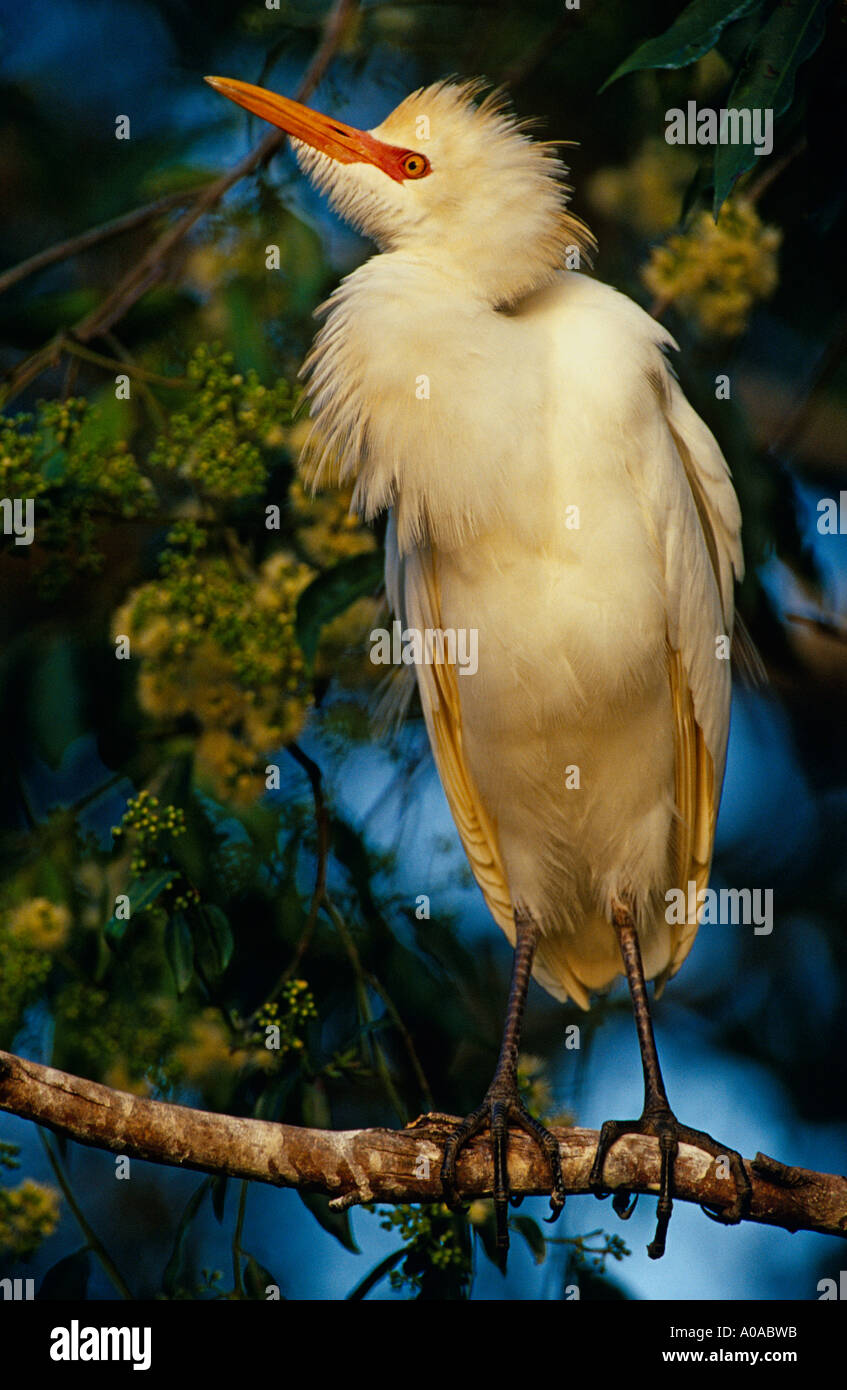 Airone guardabuoi (Ardea Ibis) muta in allevamento piumaggio, Australia Foto Stock