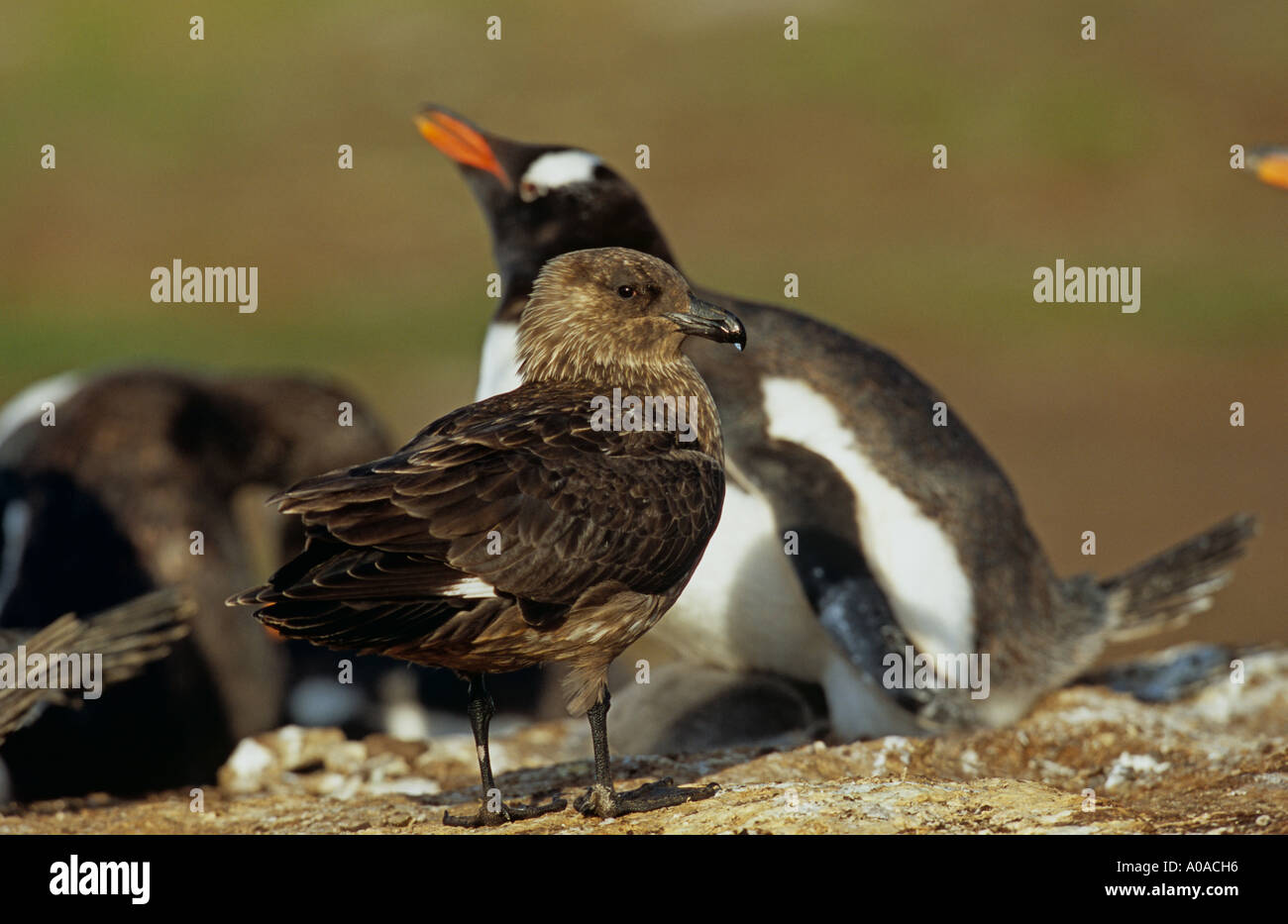 Falkland Skua (Catharacta Antartide), in attesa di retrodatare i pinguini Gentoo (Pygoscelis papua) Uova giovani, Sud Atlantico Foto Stock