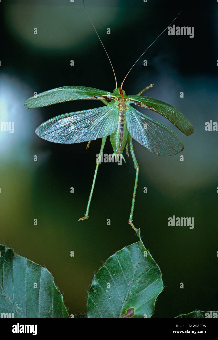 Grande macchia verde Cricket (Tettigonia Viridissima) prendendo il largo Foto Stock